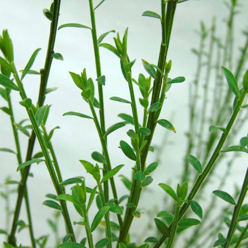 Cytisus scoparius Andreanus (Foliage)