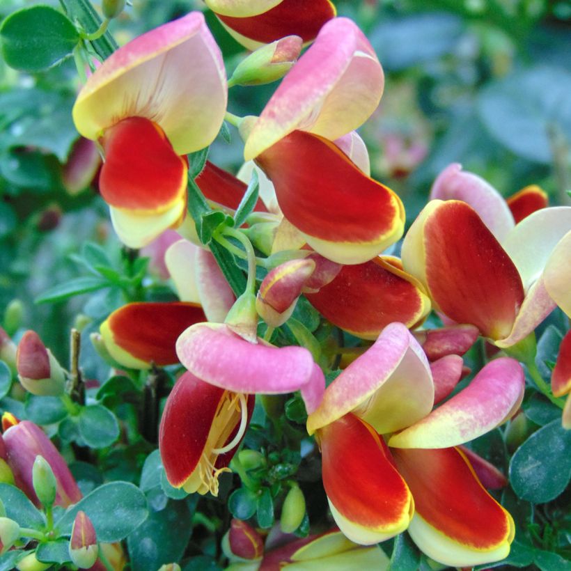 Cytisus scoparius Andreanus (Flowering)