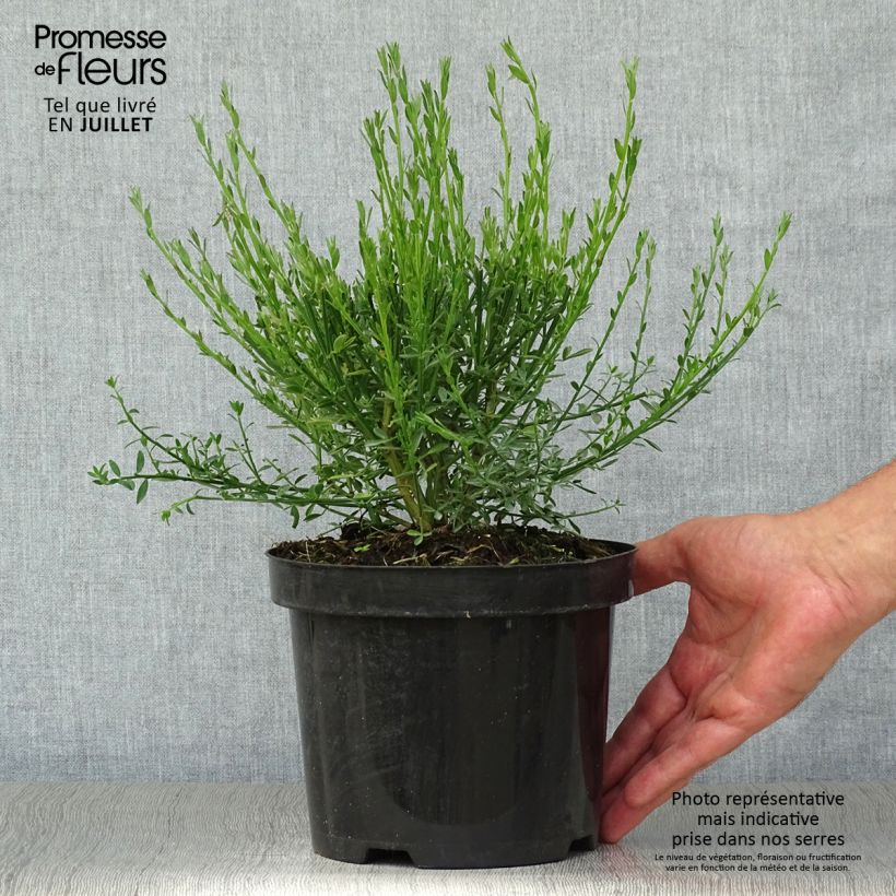 Cytisus scoparius Burkwoodii 2L/3L pot sample as delivered in summer