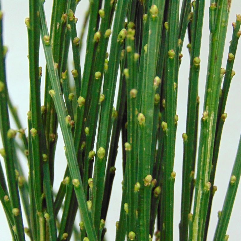 Cytisus scoparius Goldfinch (Foliage)