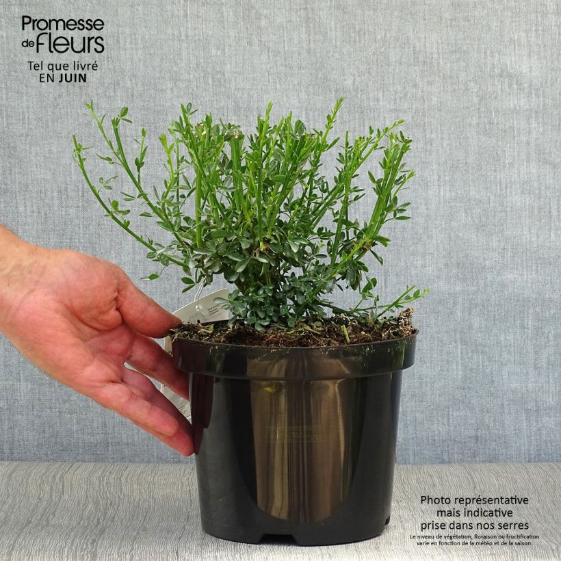 Cytisus scoparius Goldfinch 2L/3L pot sample as delivered in summer