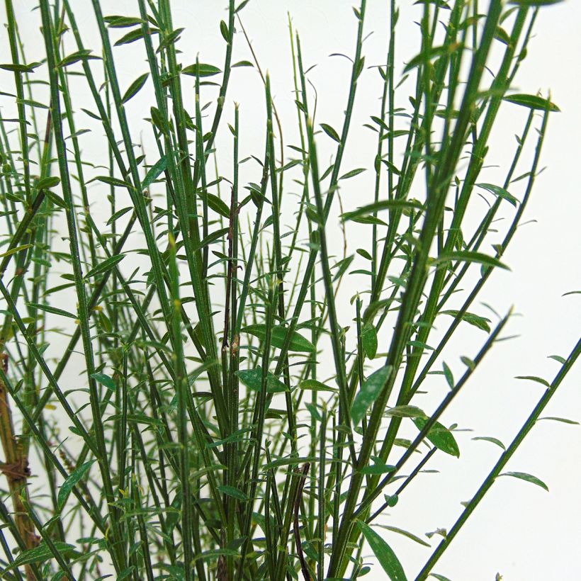 Cytisus scoparius Cytisus Lena (Foliage)