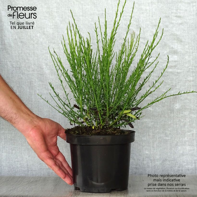 Cytisus scoparius Cytisus Lena 2L/3L pot sample as delivered in summer