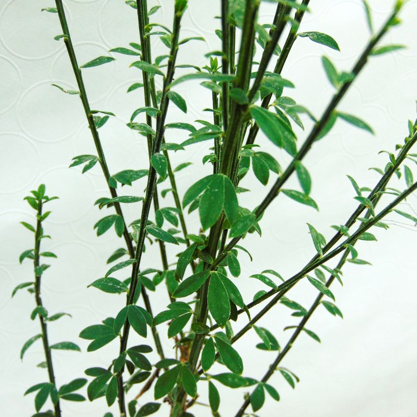 Cytisus scoparius Luna (Foliage)