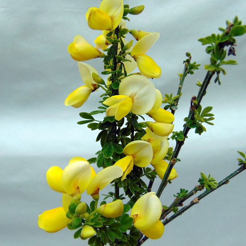 Cytisus scoparius Luna (Flowering)