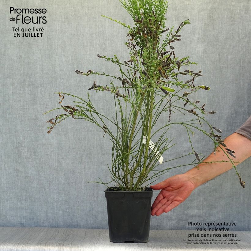 Cytisus scoparius Luna 2L/3L pot sample as delivered in summer