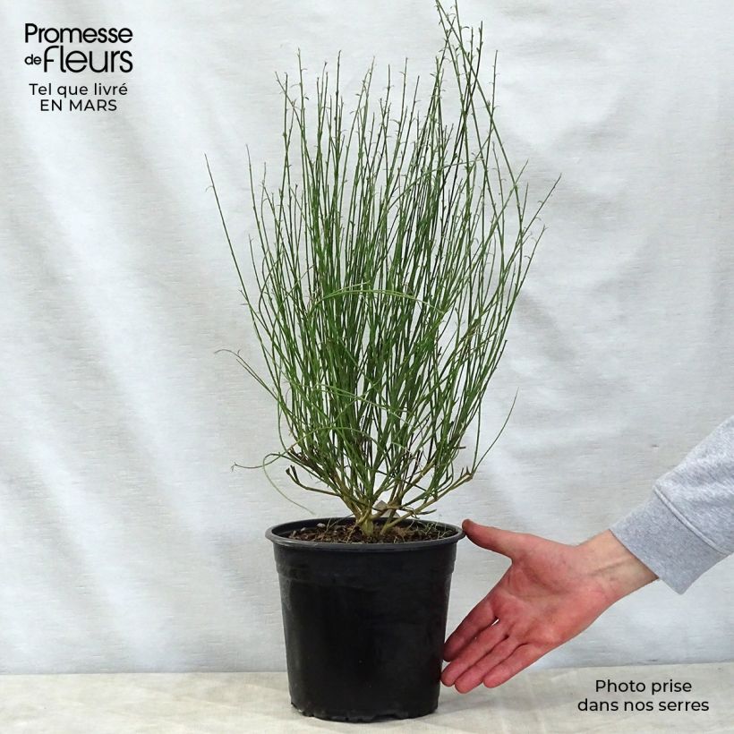 Cytisus scoparius Moyclare Pink 4L/5L pot sample as delivered in spring