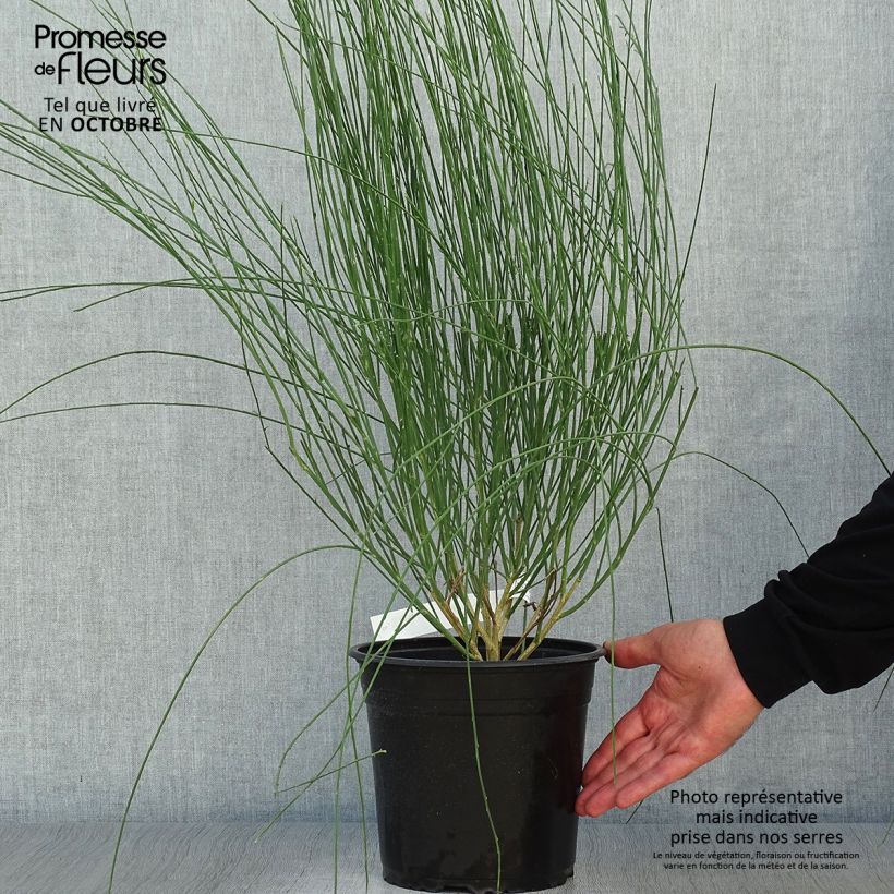 Cytisus scoparius Moyclare Pink 4L/5L pot sample as delivered in autumn