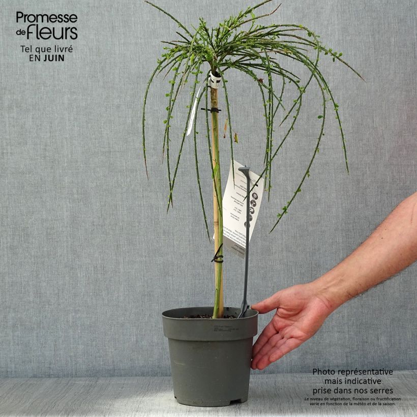 Cytisus scoparius Golden Tears 4L/5L pot sample as delivered in spring