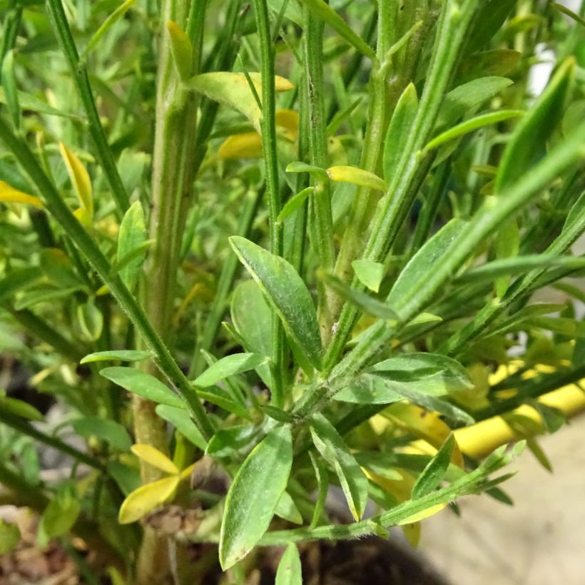 Cytisus scoparius Roter Favorit (Foliage)