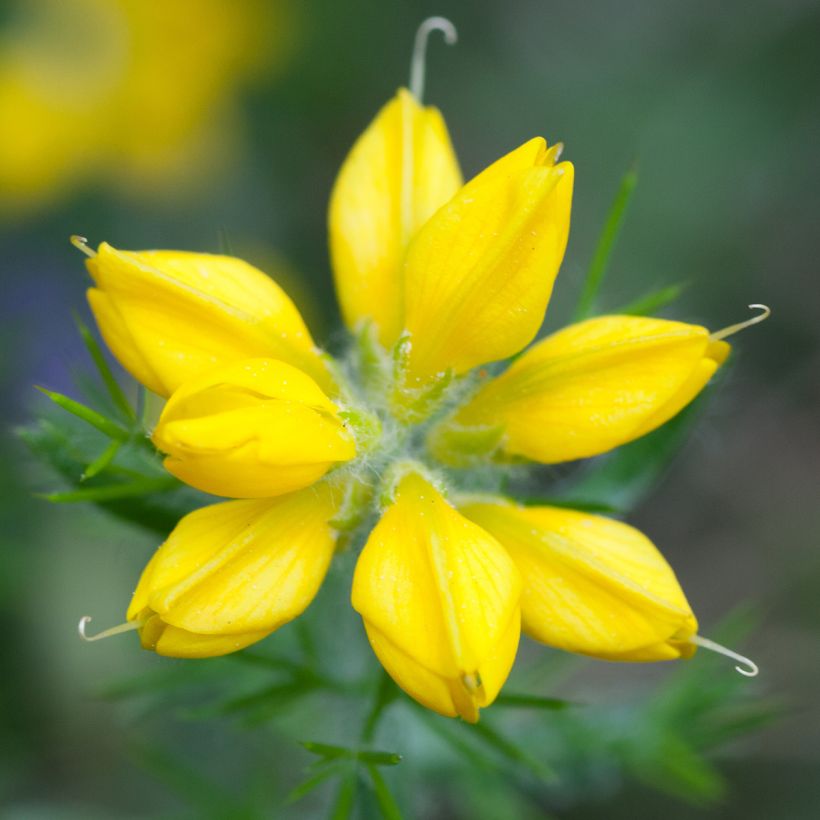 Genista hispanica (Flowering)