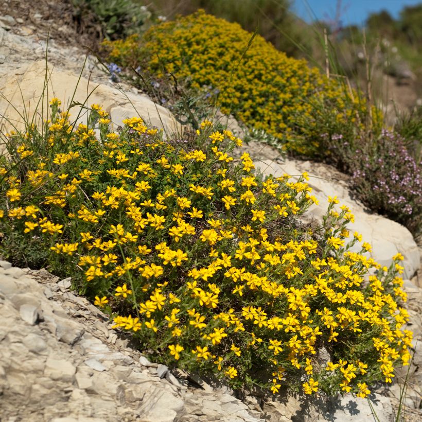 Genista hispanica (Plant habit)