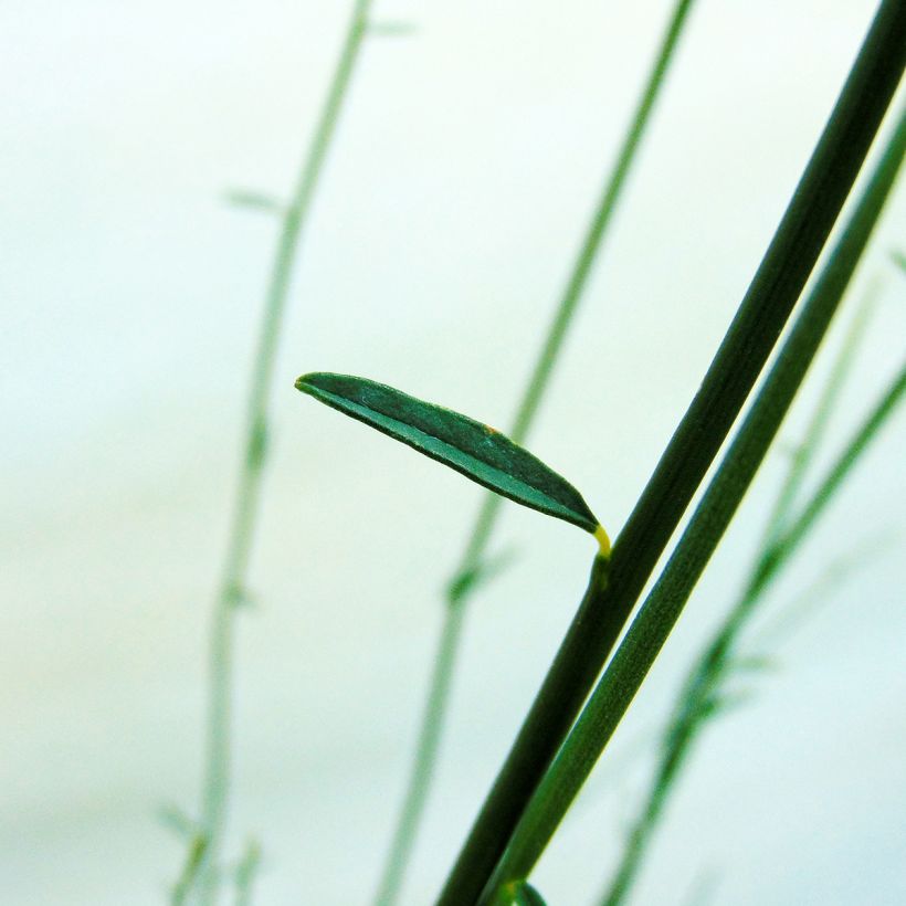 Spartium junceum (Foliage)