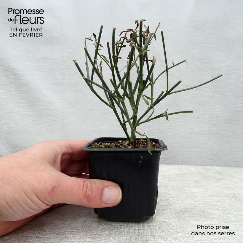 Spartium junceum 8/9 cm pot sample as delivered in winter