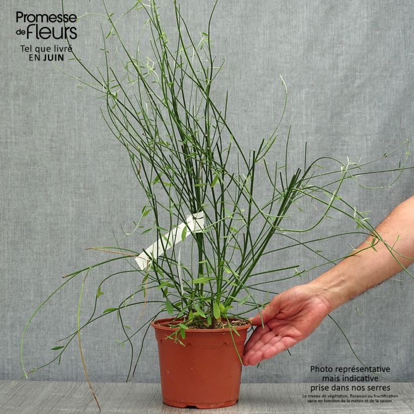 Spartium junceum 2L/3L pot sample as delivered in summer