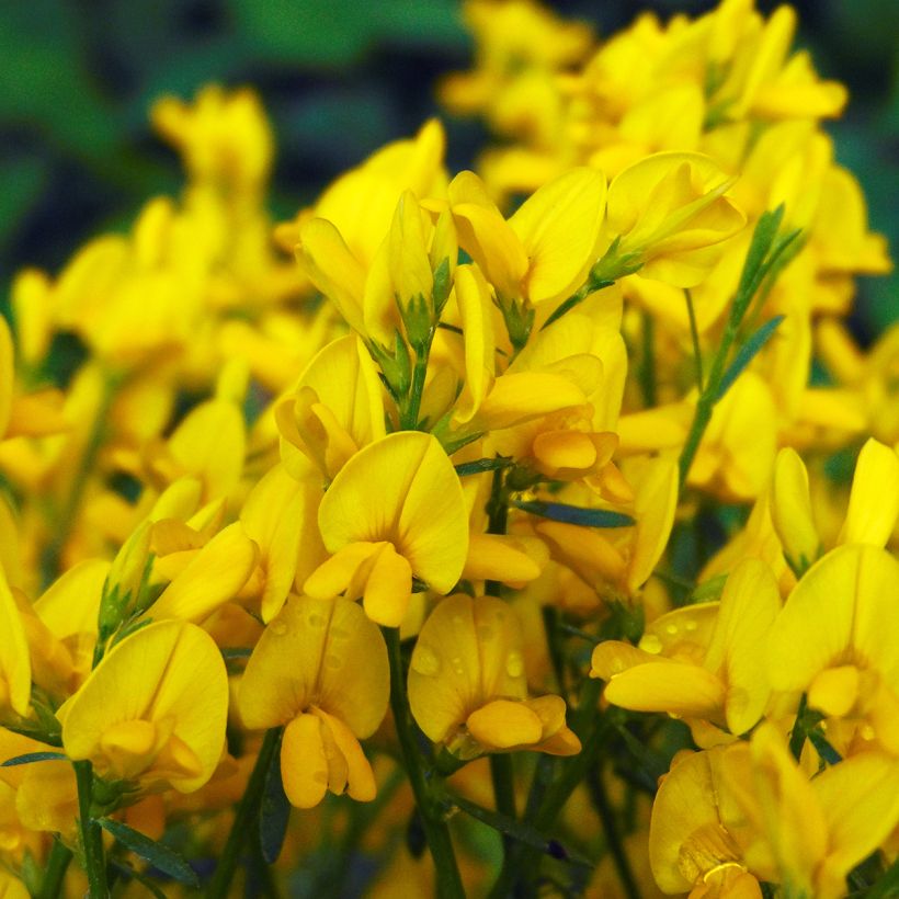 Genista lydia (Flowering)