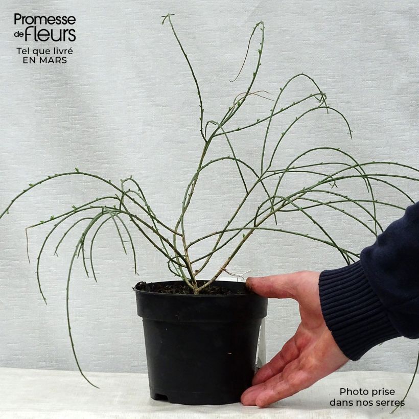 Genista lydia 1L/1.5L pot sample as delivered in spring