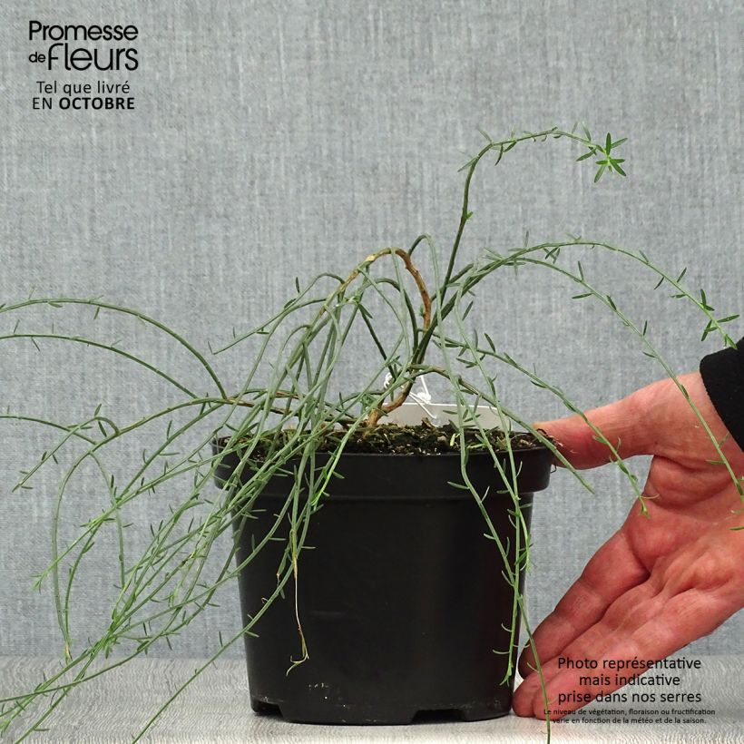 Genista lydia 1L/1.5L pot sample as delivered in autumn