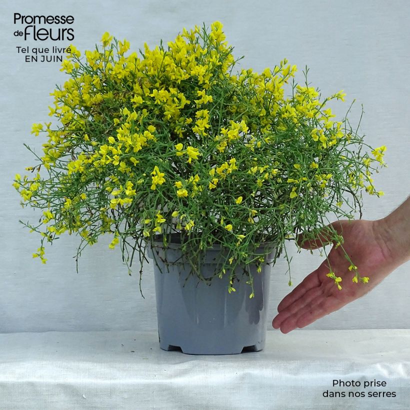 Genista lydia 3L/4L pot sample as delivered in summer