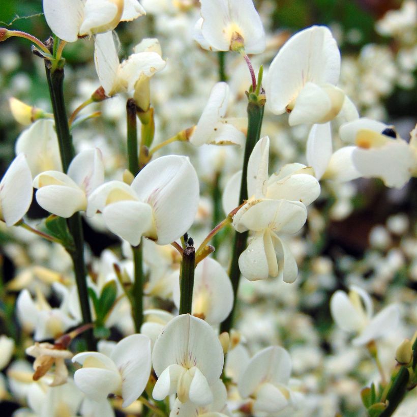 Cytisus praecox Albus (Flowering)