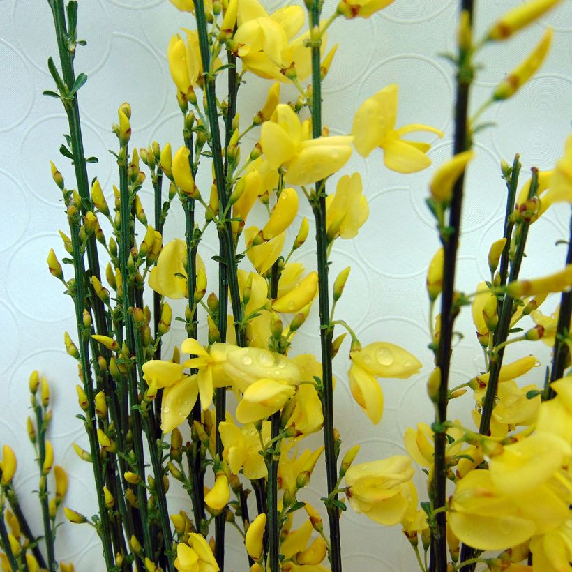 Cytisus praecox Allgold (Flowering)
