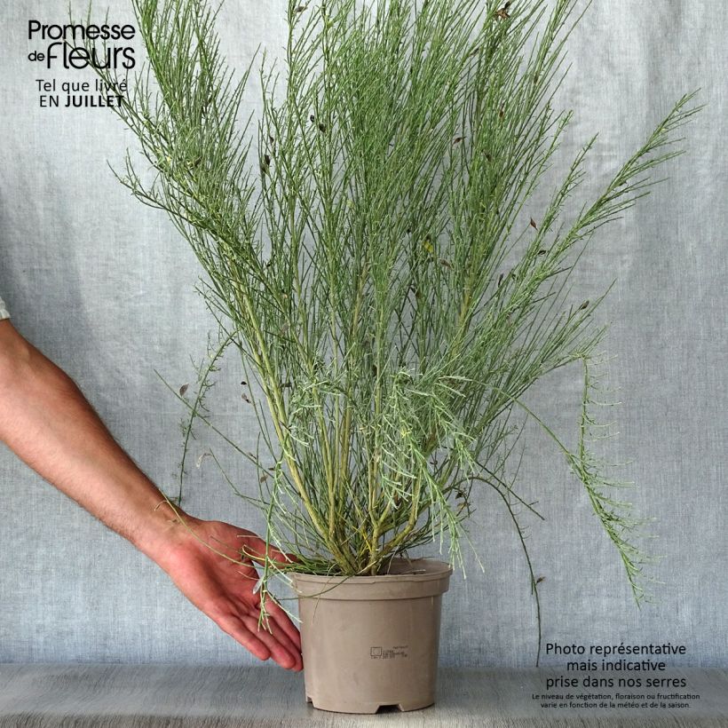 Cytisus praecox Allgold 2L/3L pot sample as delivered in summer