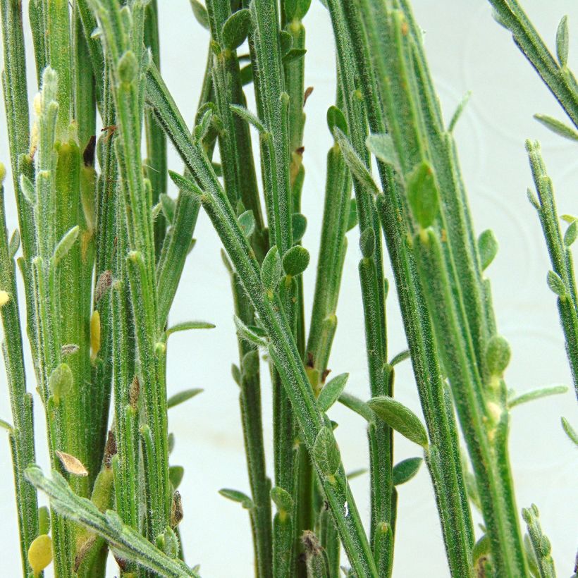 Cytisus x kewensis (Foliage)