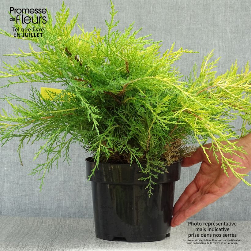 Juniperus x pfitzeriana Old Gold 2L/3L pot sample as delivered in summer
