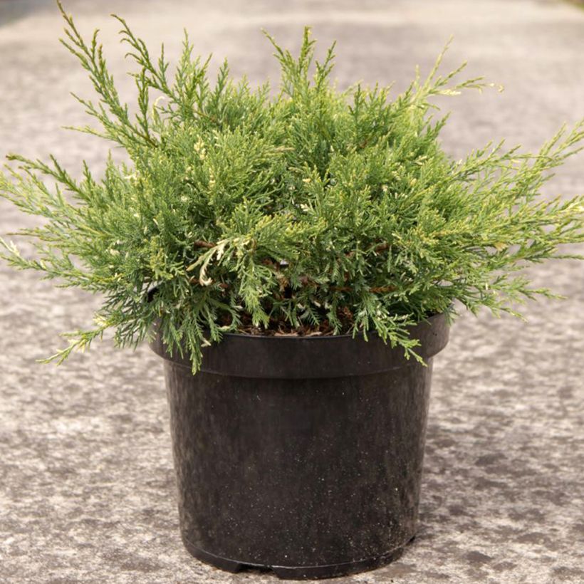 Juniperus pfitzeriana White Splash (Plant habit)