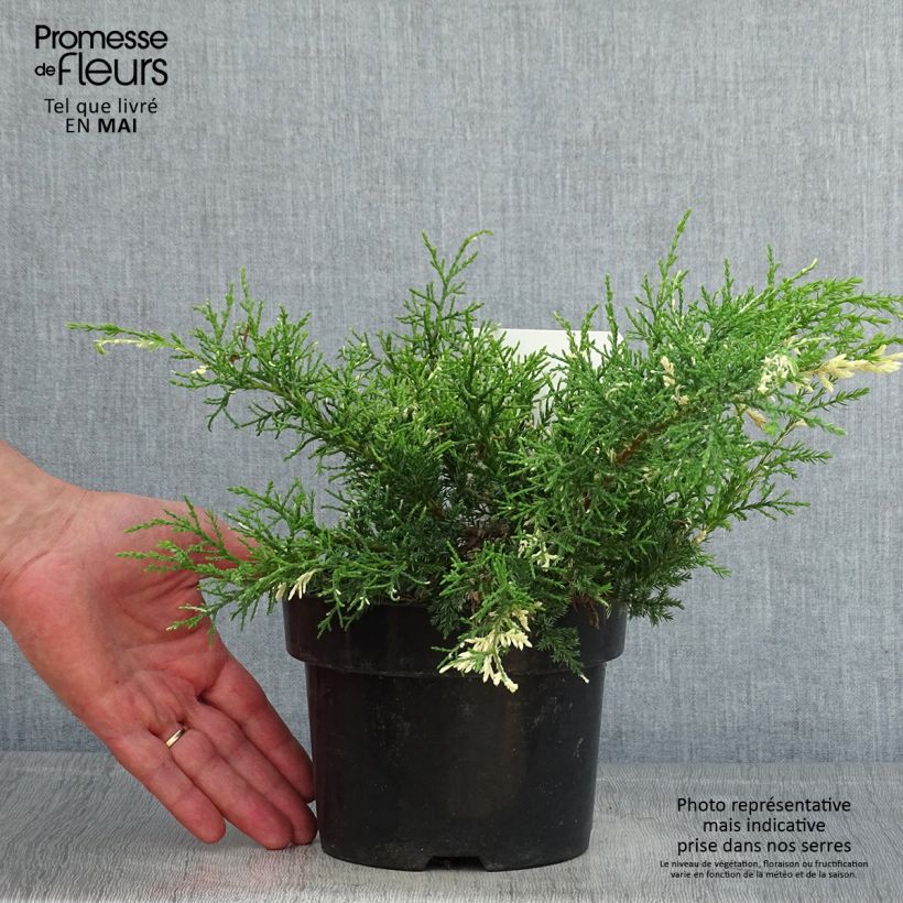 Juniperus pfitzeriana White Splash sample as delivered in spring
