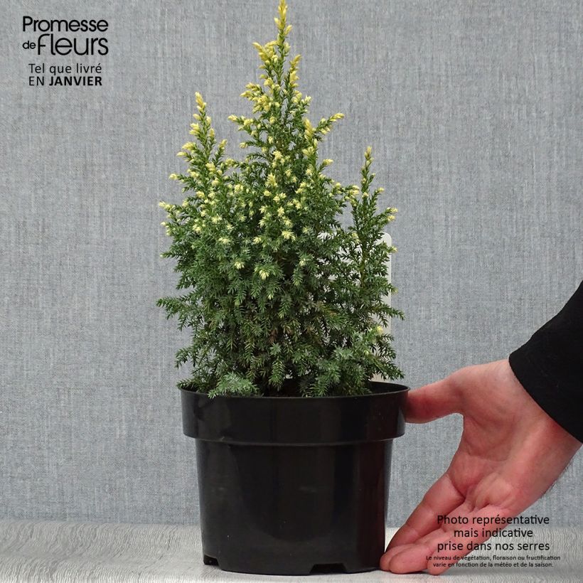 Juniperus pingii Hulsdonk Yellow 2L/3L pot sample as delivered in winter