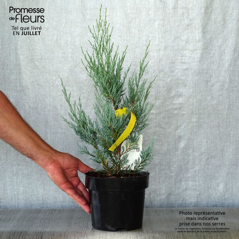 Juniperus scopulorum Moonglow 2L/3L pot sample as delivered in summer