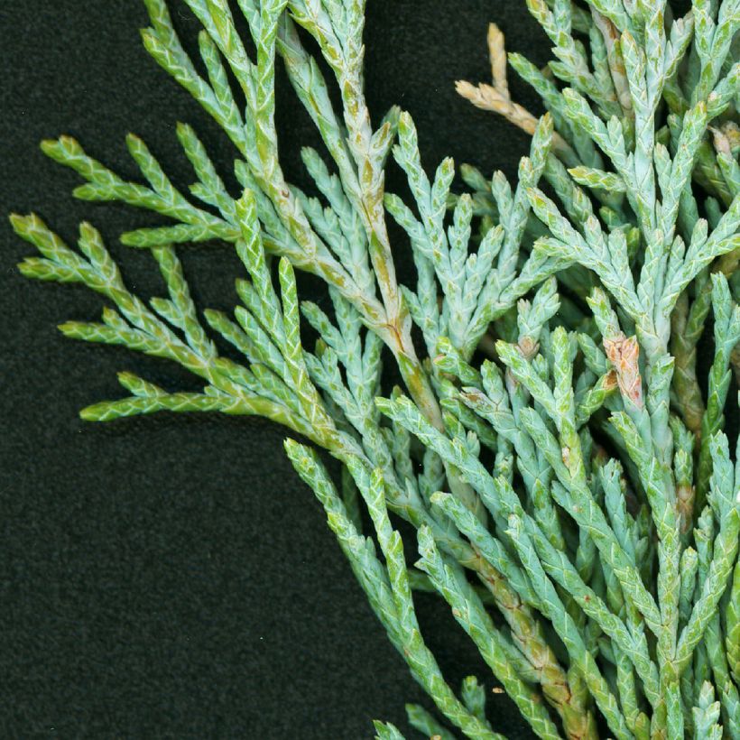 Juniperus scopulorum Wichita Blue (Foliage)