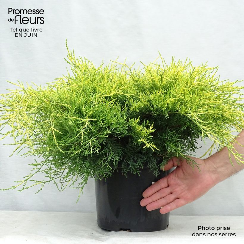 Juniperus pfitzeriana Gold Coast 7.5L/10L pot sample as delivered in summer