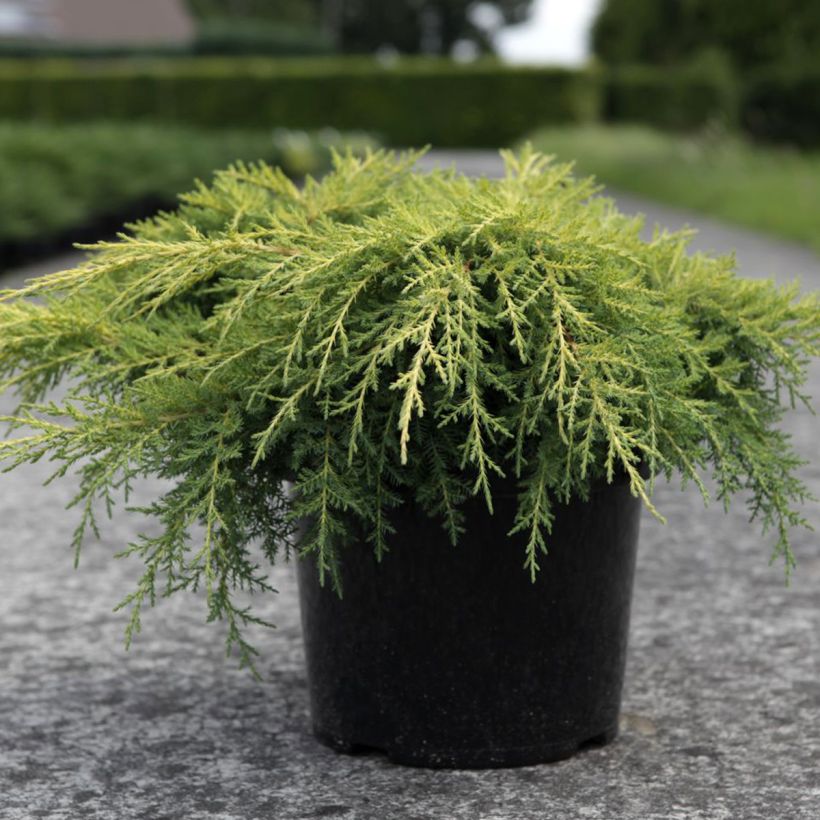 Juniperus x pfitzeriana Gold Star (Plant habit)