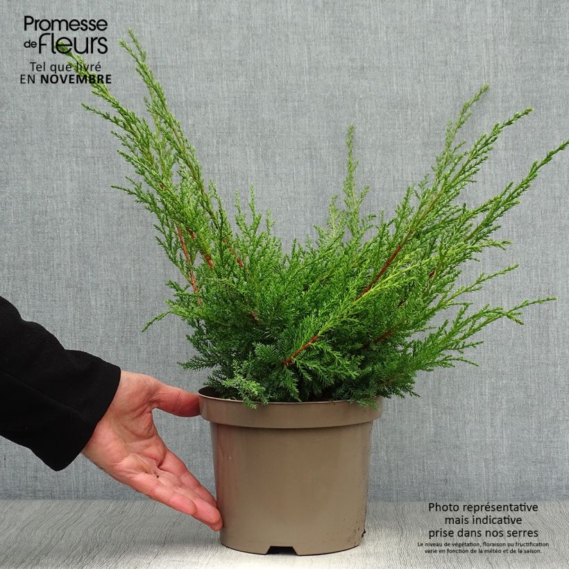 Juniperus  media Pfitzeriana Aurea 2L/3L pot sample as delivered in autumn