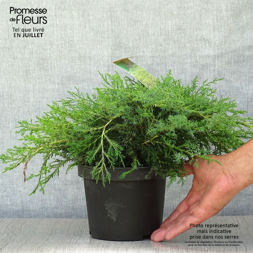 Juniperus  media Pfitzeriana Aurea 2L/3L pot sample as delivered in summer