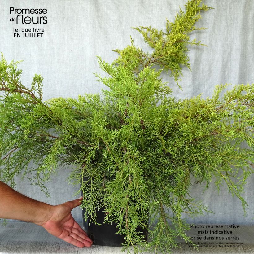 Juniperus  media Pfitzeriana Aurea 7.5L/10L pot sample as delivered in summer