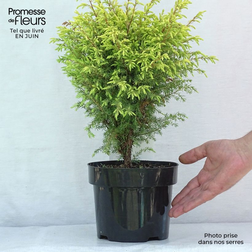 Juniperus communis Gold Cone 2L/3L pot sample as delivered in summer