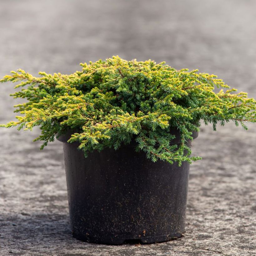 Juniperus communis Goldschatz (Plant habit)