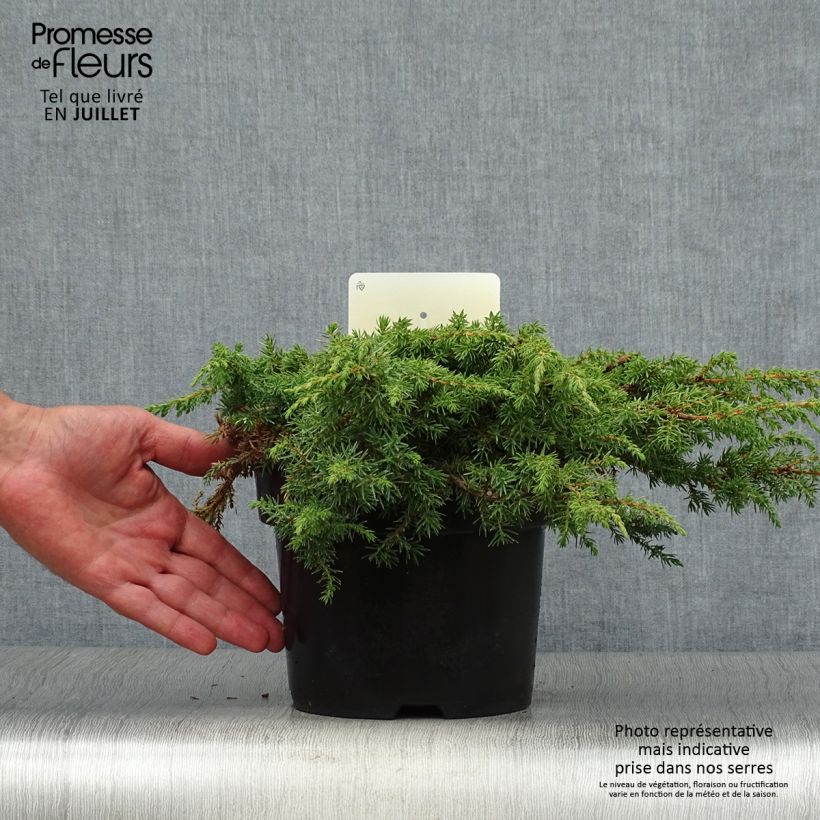 Common Juniper - Juniperus communis Green Carpet 2L/3L pot sample as delivered in summer