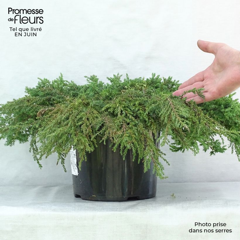 Common Juniper - Juniperus communis Green Carpet 7.5L/10L pot sample as delivered in summer