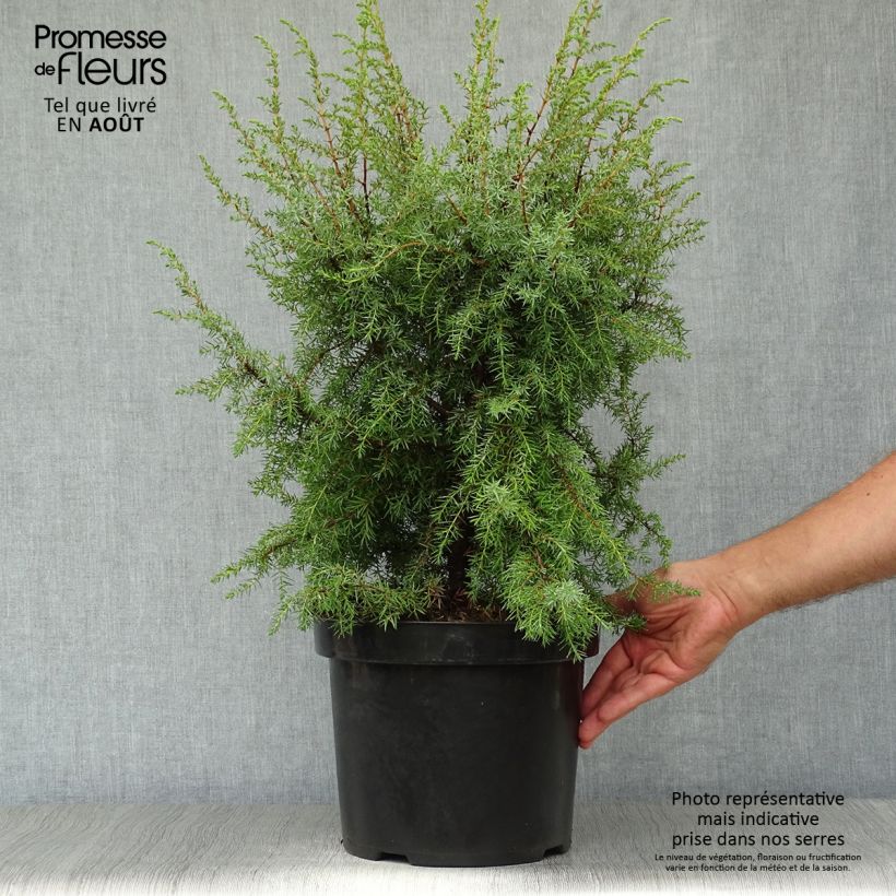 Juniperus communis Hibernica 7.5L/10L pot sample as delivered in summer