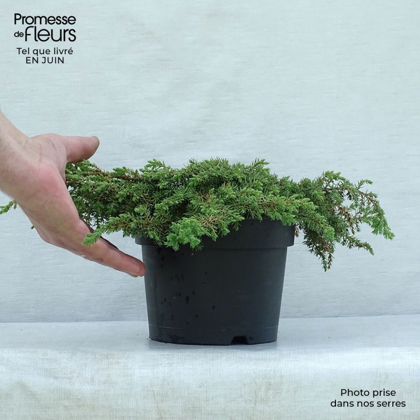 Juniperus communis Repanda 2L/3L pot sample as delivered in summer
