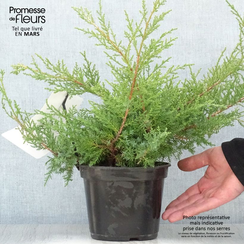 Juniperus pfitzeriana Compacta sample as delivered in spring