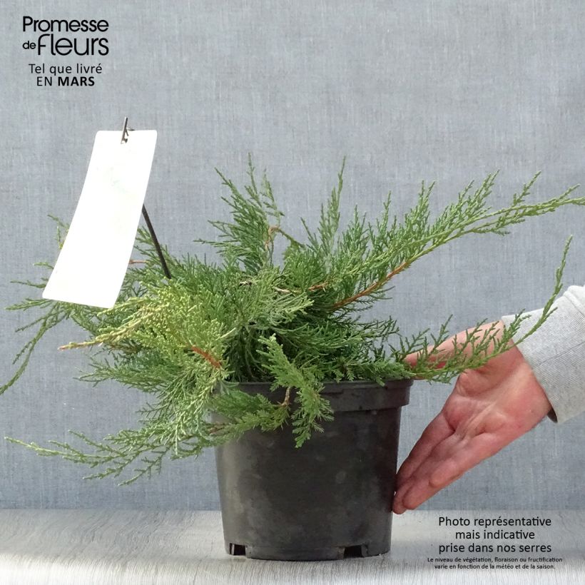 Juniperus pfitzeriana sample as delivered in spring