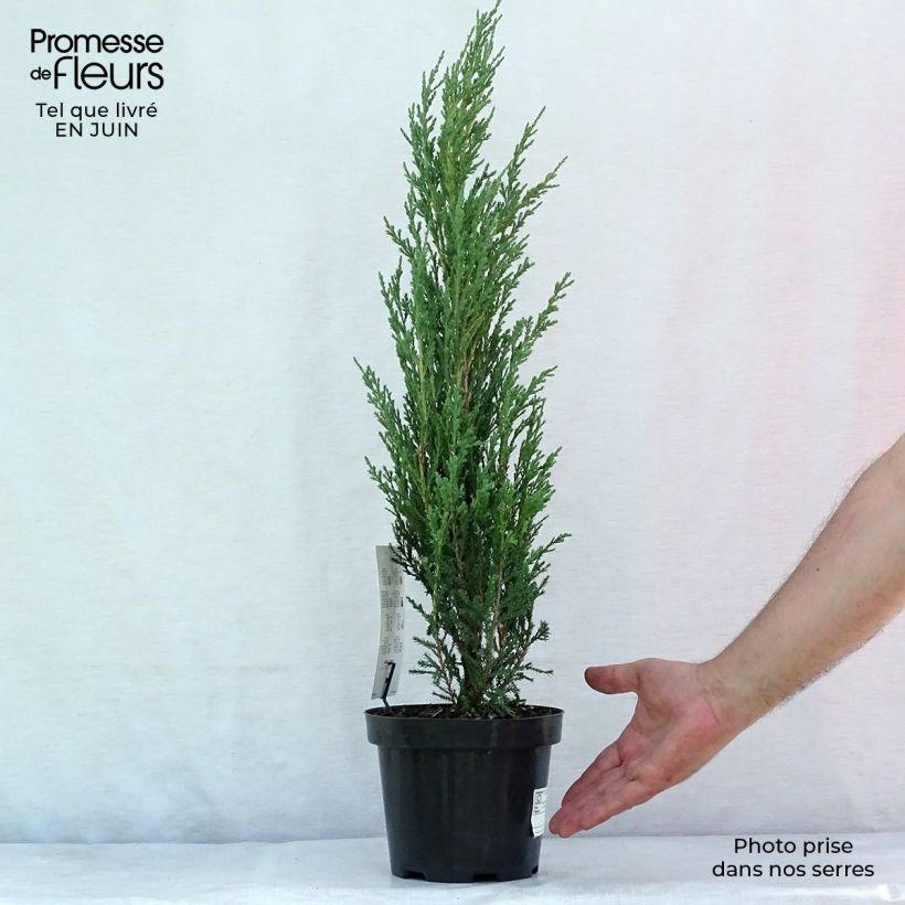 Virginia Juniper - Juniperus scopulorum Blue Arrow 2L/3L pot sample as delivered in summer