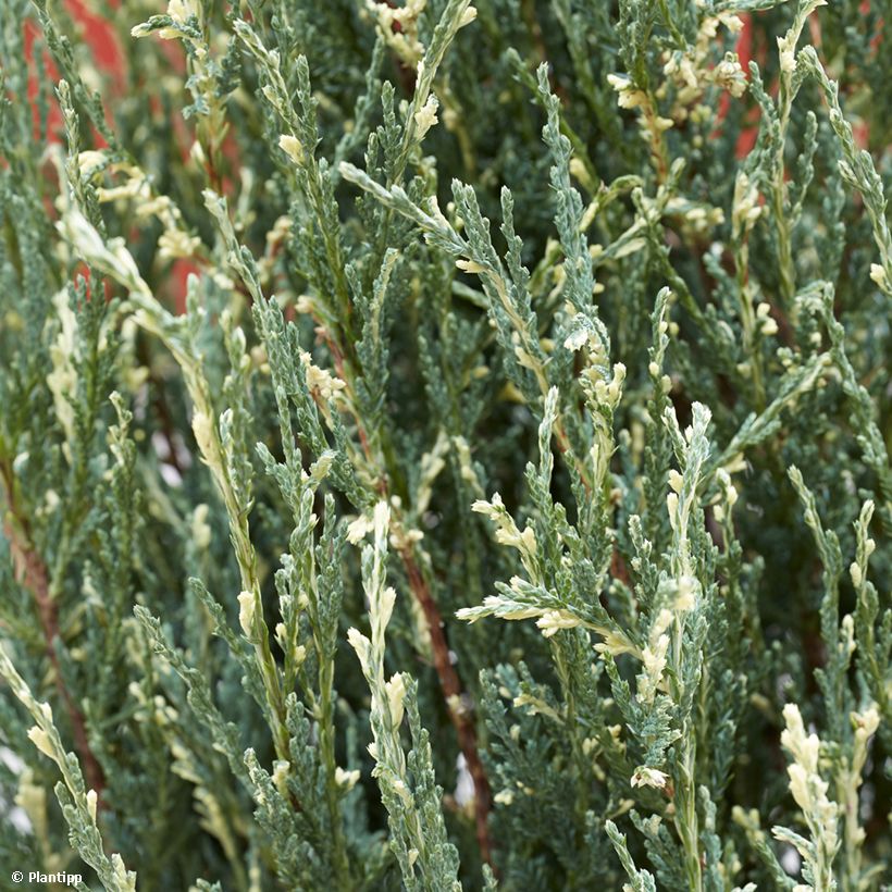 Juniperus scopulorum Blue Ivory (Foliage)