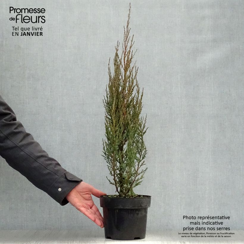 Juniperus scopulorum Skyrocket 3L/4L pot sample as delivered in winter