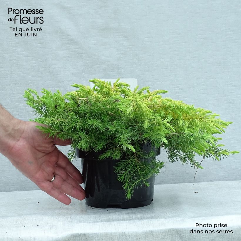 Shore Juniper - Juniperus conferta All Gold 2L/3L pot sample as delivered in summer